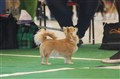 Dogshow4.JPG