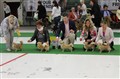 dogshow.jpg